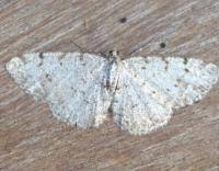 Attēlu rezultāti vaicājumam “Aethalura punctulata”