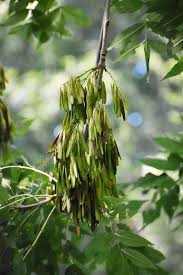 Attēlu rezultāti vaicājumam “Fraxinus excelsior fruit”
