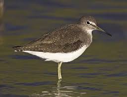 Attēlu rezultāti vaicājumam “Tringa ochropus”