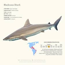 Image result for Carcharhinus acronotus