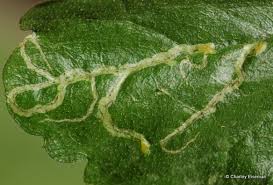 Attēlu rezultāti vaicājumam “Erigeron annuus leaf”
