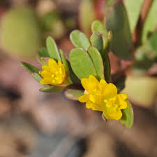 Attēlu rezultāti vaicājumam “Portulaca oleracea flower”
