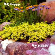 Image result for Sedum acre