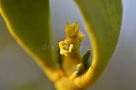 Attēlu rezultāti vaicājumam “Viscum album female flower”