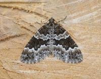 Attēlu rezultāti vaicājumam “Electrophaes corylata”