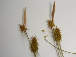 Attēlu rezultāti vaicājumam “Carex lepidocarpa fruit”