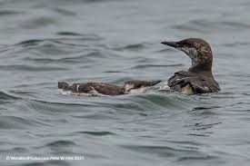 Image result for Uria aalge