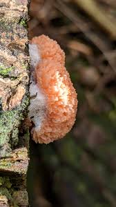 Attēlu rezultāti vaicājumam “Tubifera ferruginosa subsp. acutissima”