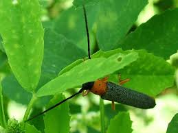 Attēlu rezultāti vaicājumam “Oberea oculata”