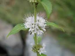 Attēlu rezultāti vaicājumam “Mentha arvensis flower”