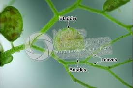 Attēlu rezultāti vaicājumam “Utricularia vulgaris leaf”