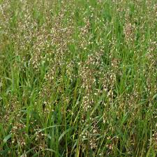 Attēlu rezultāti vaicājumam “Hierochloe odorata”