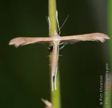 Attēlu rezultāti vaicājumam “Stenoptilia pterodactyla”