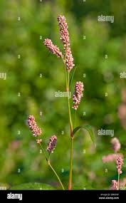 Attēlu rezultāti vaicājumam “Persicaria lapathifolia leaf”
