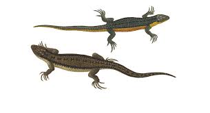 Attēlu rezultāti vaicājumam “Lacerta vivipara female”