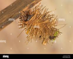 Attēlu rezultāti vaicājumam “Limnephilus larva”