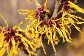 Attēlu rezultāti vaicājumam “Hamamelis”