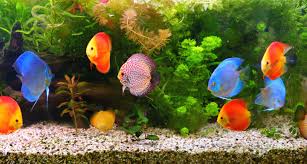 Image result for vissen