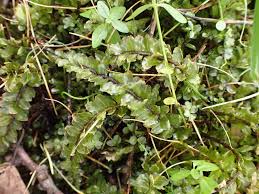 Attēlu rezultāti vaicājumam “Plagiomnium ellipticum”