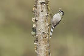 Attēlu rezultāti vaicājumam “Aegithalos caudatus adult”