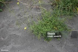 Attēlu rezultāti vaicājumam “Diplotaxis tenuifolia fruit”