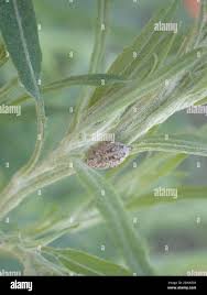 Attēlu rezultāti vaicājumam “Tetanops myopina”