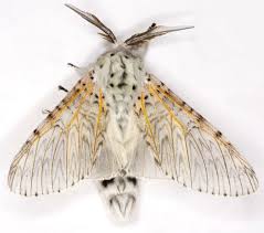 Attēlu rezultāti vaicājumam “Cerura vinula”