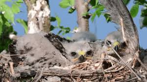 Attēlu rezultāti vaicājumam “Buteo buteo nest”