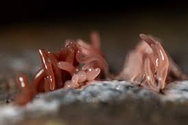 Attēlu rezultāti vaicājumam “Cribraria tenella spores”