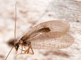 Attēlu rezultāti vaicājumam “Hemerobiidae”