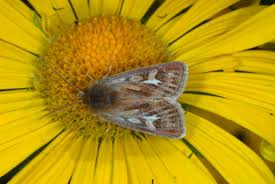 Attēlu rezultāti vaicājumam “Cerapteryx graminis”