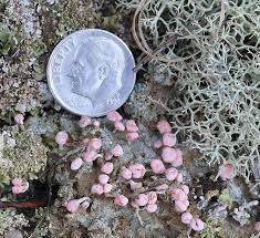 Attēlu rezultāti vaicājumam “Dibaeis baeomyces”