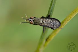 Attēlu rezultāti vaicājumam “Coremacera marginata”