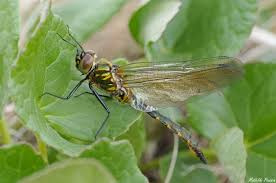 Attēlu rezultāti vaicājumam “Somatochlora flavomaculata”