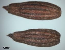 Attēlu rezultāti vaicājumam “Oenanthe aquatica fruit”