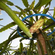 Attēlu rezultāti vaicājumam “Rosa subcanina fruit”