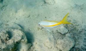 Image result for Ocyurus chrysurus