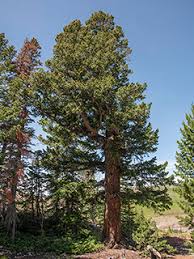 Attēlu rezultāti vaicājumam “Pseudotsuga menziesii var. glauca”
