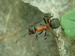 Attēlu rezultāti vaicājumam “Formica rufa”