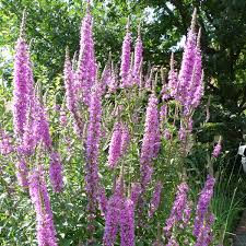 Image result for Blutweiderich