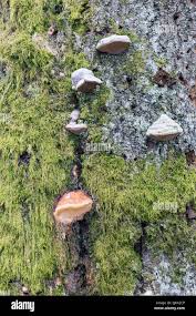 Attēlu rezultāti vaicājumam “Phellinus tremulae”