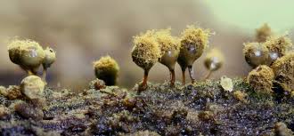 Attēlu rezultāti vaicājumam “Hemitrichia leiotricha macro”