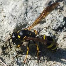 Attēlu rezultāti vaicājumam “Symmorphus sp.”