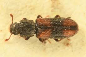 Attēlu rezultāti vaicājumam “Bitoma crenata imago”