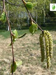 Attēlu rezultāti vaicājumam “Betula pendula flower”