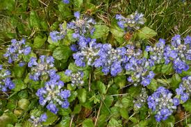 Attēlu rezultāti vaicājumam “Glechoma hederacea flower”