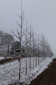 Attēlu rezultāti vaicājumam “Cribraria macrocarpa young”