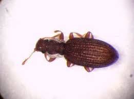 Attēlu rezultāti vaicājumam “Dienerella elongata”