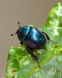 Attēlu rezultāti vaicājumam “Trypocopris vernalis”