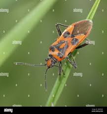 Attēlu rezultāti vaicājumam “Corizus hyoscyami imago”